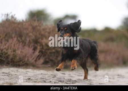 Cocker-Spaniel-Dachshund Stock Photo