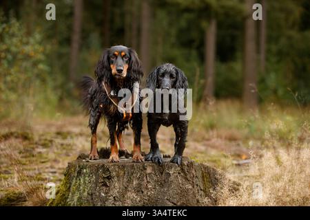 Working Cocker Spaniel Stock Photo