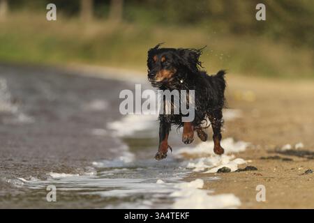 Cocker-Spaniel-Dachshund Stock Photo