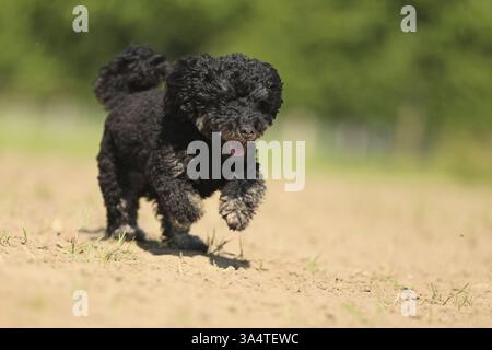 Miniature Poodle Stock Photo