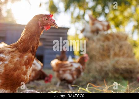 Free-range chickens on a farm at sunrise, organic poultry in a natural rural setting Stock Photo
