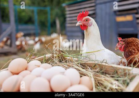 Fresh organic eggs in a wooden crate with free-range chickens on a rural farm, Stock Photo