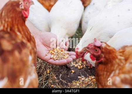 Farmer hand-feeding free-range chickens with organic grain on a rural farm, Stock Photo