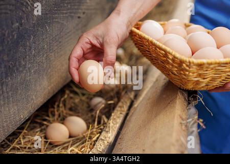 Farmer collecting fresh organic eggs from a nest into a wicker basket on a rural farm, Stock Photo
