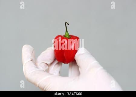 Female hands in gloves holding a red hot chili pepper. Selective focus. Stock Photo