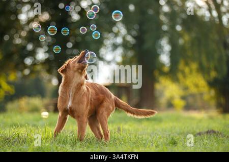 Nova Scotia Duck Tolling Retriever Stock Photo