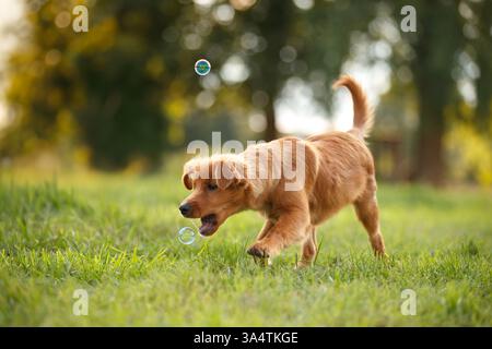 Nova Scotia Duck Tolling Retriever Stock Photo