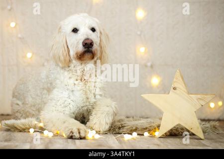 Goldendoodle in christmas decoration Stock Photo