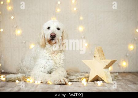 Goldendoodle in christmas decoration Stock Photo