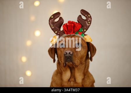 Labrador Retriever in christmas decoration Stock Photo