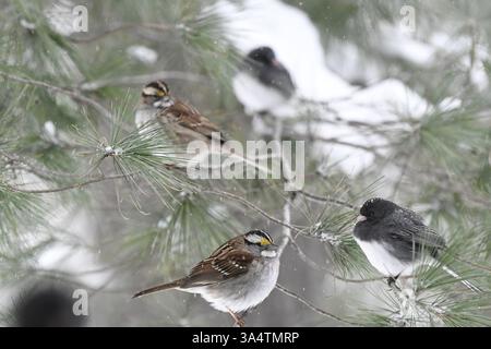 White Throated Sparrows and Black-Eyed Junco perched in Pine Tree  with snow on branches Stock Photo