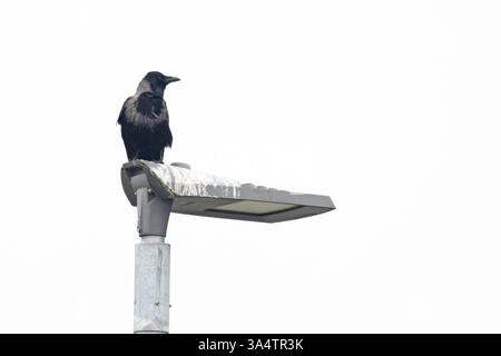 Hooded Crow (Corvus cornix) Carrion Crow (Corvus corone) hybrid on lamppost Norfolk February 2025 Stock Photo