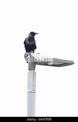 Hooded Crow (Corvus cornix) Carrion Crow (Corvus corone) hybrid on lamppost Norfolk February 2025 Stock Photo