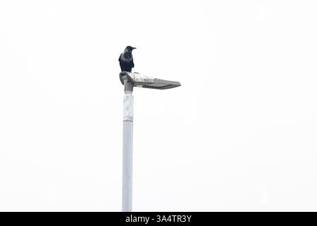 Hooded Crow (Corvus cornix) Carrion Crow (Corvus corone) hybrid on lamppost Norfolk February 2025 Stock Photo
