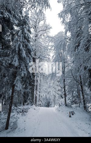 Scenic tree-lined winter road. Snow-covered trees forming a tunnel of trees in a forest in Switerland, winter wonderland Stock Photo