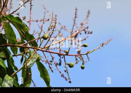 Julie mango tree flowering in a backyard or kitchen garden in Bejucal, Trinidad and Tobago. Stock Photo