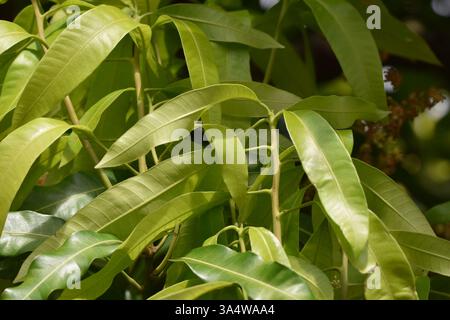 Mango leaves on  a Julie mango tree in Bejucal, Trinidad and Tobago. Stock Photo