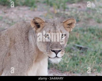 Close-up portrait of a lioness in early morning light, South Africa. Female African lion (Panthera leo) head and shoulders view in natural habitat. Stock Photo