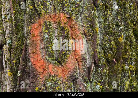 Populus - Poplar tree bark detail with red circular paint mark, Bryophyta - Green Moss and Lichen growth in summer. Stock Photo