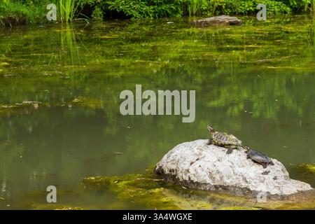 Two Chrysemys picta - Eastern Painted Turtles basking on rock in pond with overgrown Chlorophyta Green Algae in summer. Stock Photo