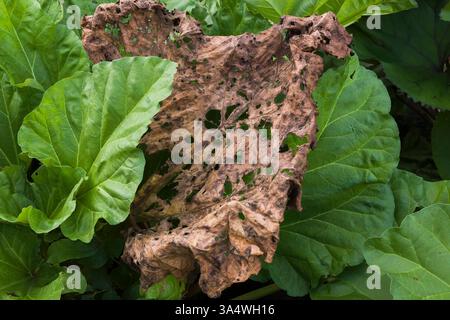 Close-up of insect damaged plant leaf in summer. Stock Photo