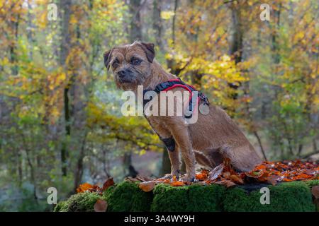 A Border Terrier dog sitting on a moss and leaf covered tree stump in a beech wood on the South Downs in West Sussex. Stock Photo
