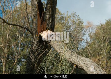 Mount Etna broom tree broken branch due to exceptional bad weather and low altitude winter snowfall in Etna Park, Sicily, Italy Stock Photo