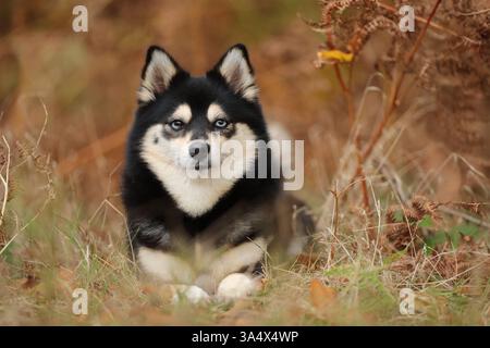 Pomsky Stock Photo