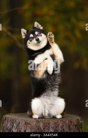 Pomsky Stock Photo