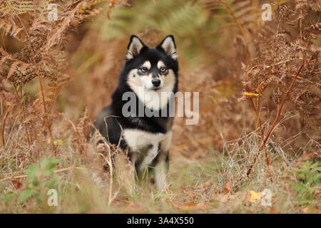 Pomsky Stock Photo