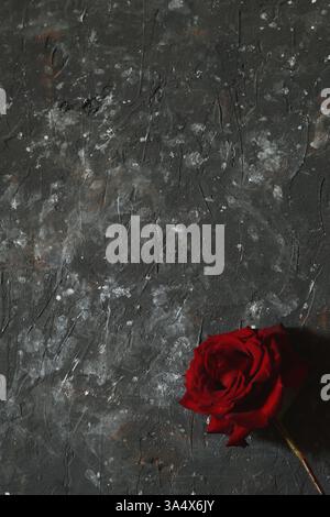 One red rose on dark grunge background Stock Photo