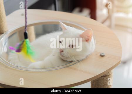 Close-up of domestic white cats lying on the cat tower, looking at toys tired and wanting to sleep. Selective focus Stock Photo