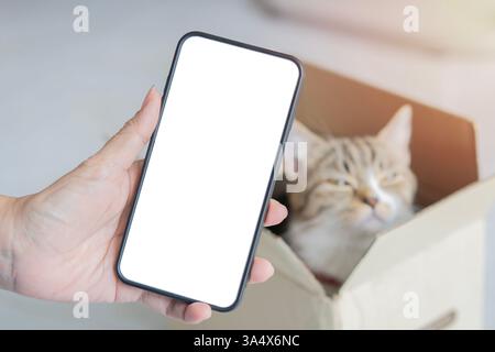 Mockup mobile cell phone with isolate screen, hands of woman with cell phone and cat. female hand holding using mobile at home. Stock Photo