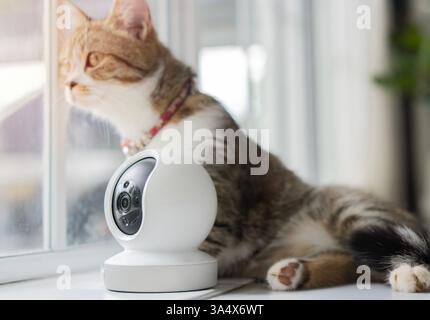 Smart House CCTV Security Camera with pet concept. Close up Modern CCTV security camera operating on the floor with cute tubby cat at home. Stock Photo