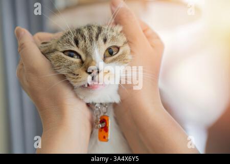 Cute gray cat playing with human hand while lying on sofa. Pet and people. Copy space, selective focus. Stock Photo