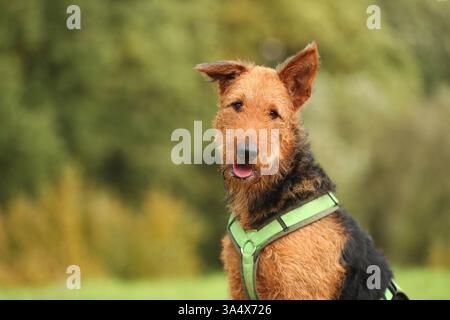 Airedale Terrier Stock Photo
