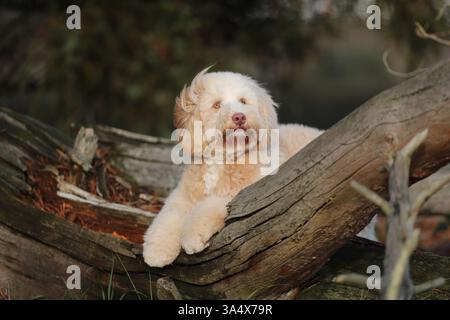 blonde Australian Labradoodle Stock Photo