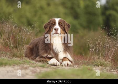red-tri Australian Shepherd Stock Photo