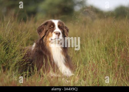red-tri Australian Shepherd Stock Photo