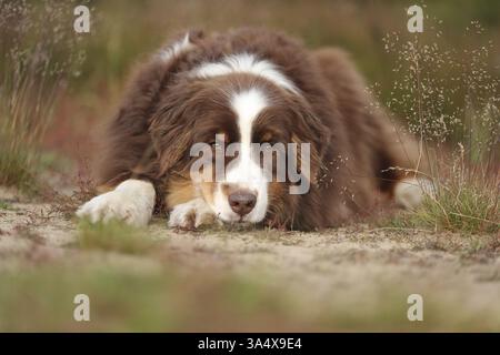 red-tri Australian Shepherd Stock Photo
