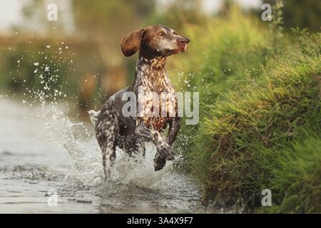 German Shorthaired Pointer Stock Photo