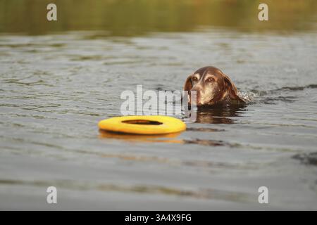 German Shorthaired Pointer Stock Photo