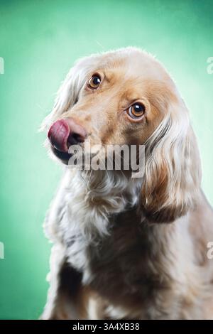 English Cocker Spaniel in studio Stock Photo