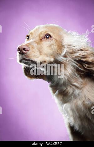 English Cocker Spaniel in studio Stock Photo - Alamy