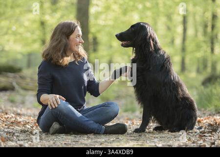Flat Coated Retriever Stock Photo