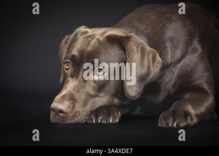 Labrador Retriever Stock Photo