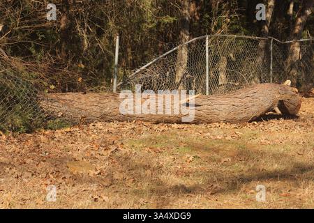 Fence Damaged From Tree Falling During Rain Storm Stock Photo