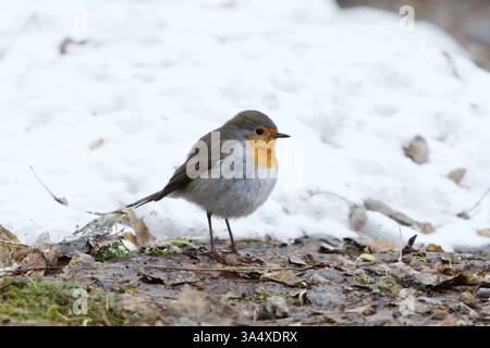 European robin (erithacus rubecula) on the snowy ground looking for food in early spring. Stock Photo