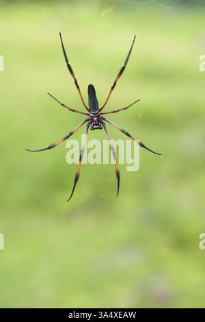 constricted golden orb-weaver Stock Photo