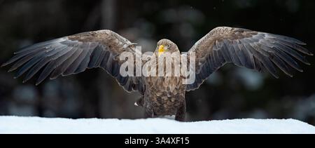 White-tailed eagle wingspan on snow Stock Photo
